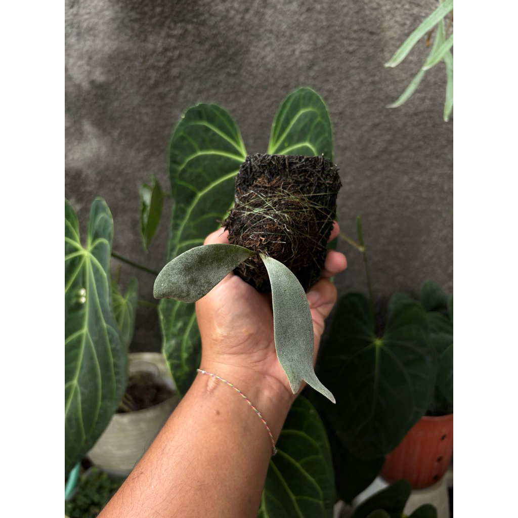 platycerium willinckii blue