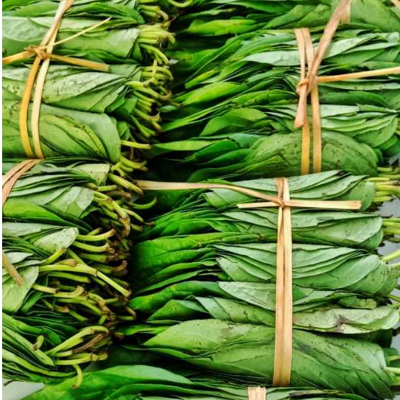 

Daun Sirih Asli Tanah Karo Sirih Demban Sirih Medan