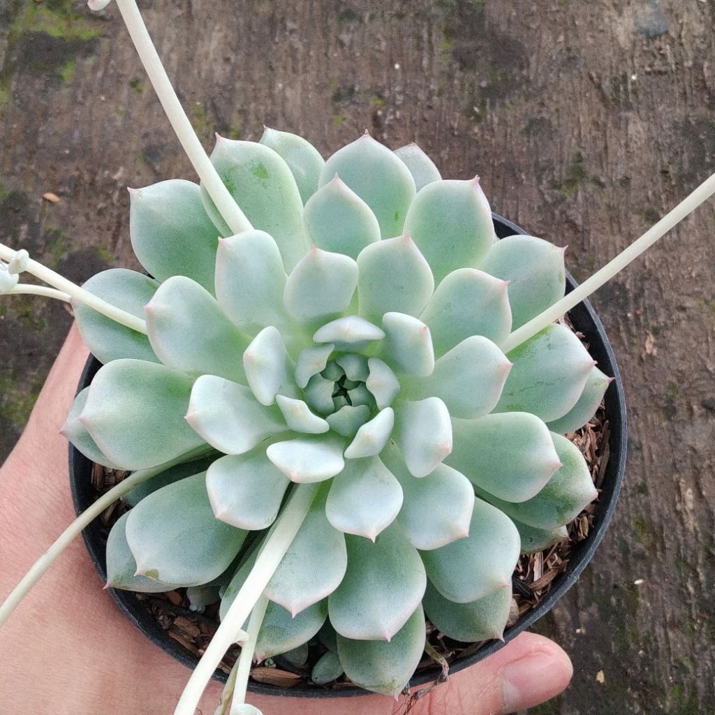 Sukulen Echeveria Prolifica / Anting Ratu