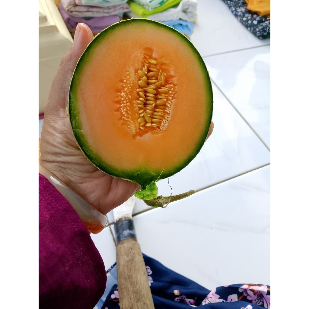 

Melon merlin