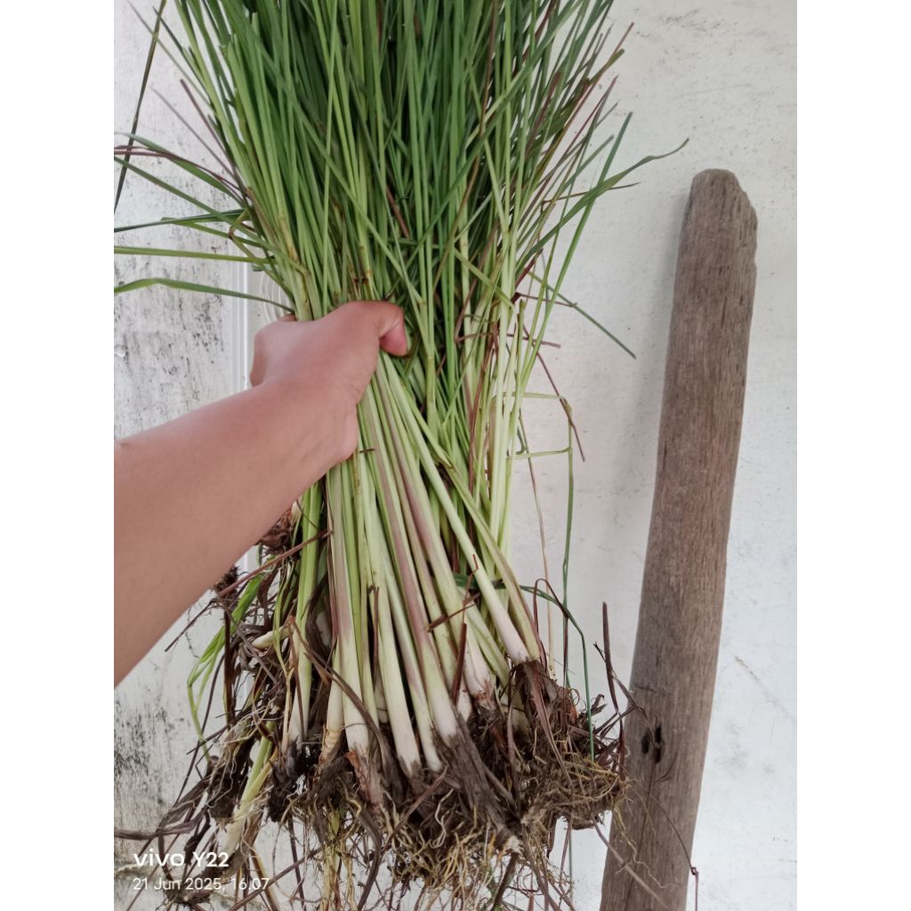 

sereh / serai / lemongrash/jsr per 1kg segar organic