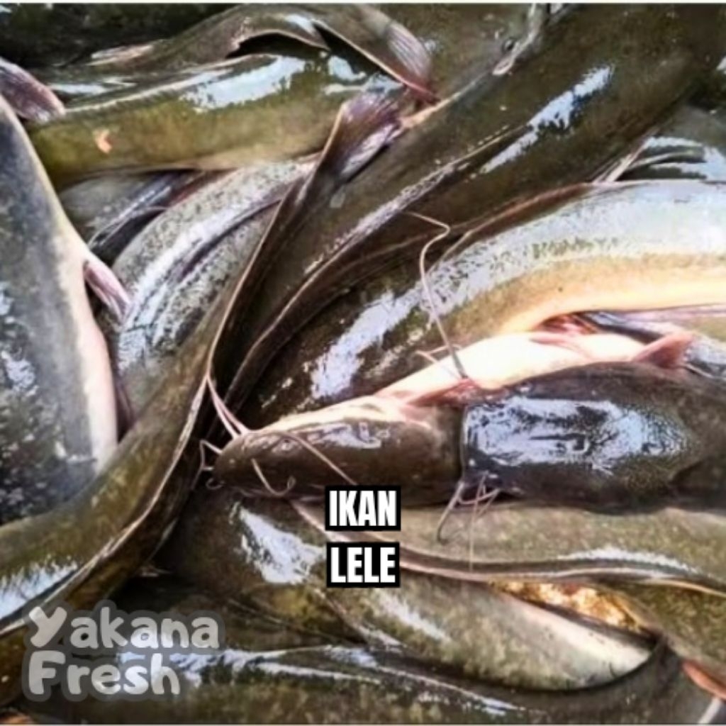 

Ikan Lele 500g