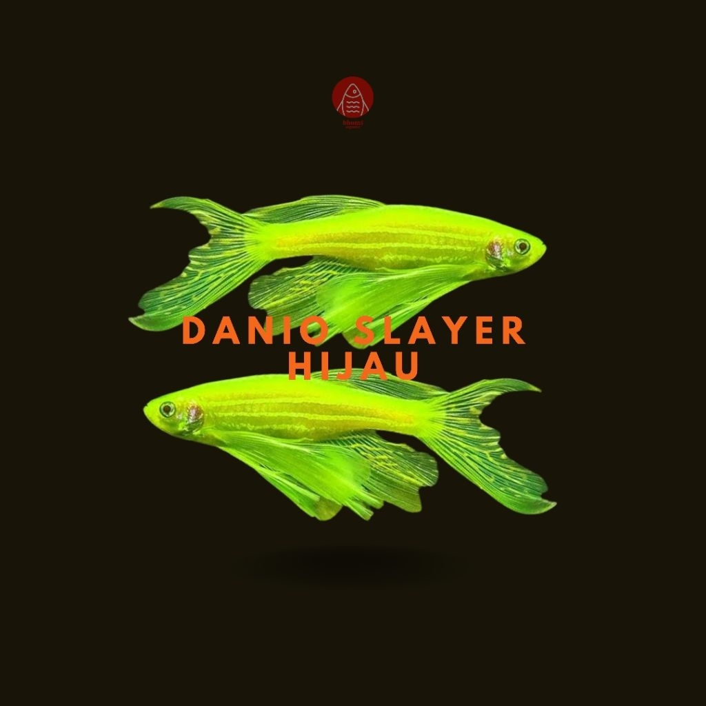 

Danio Slayer Hijau