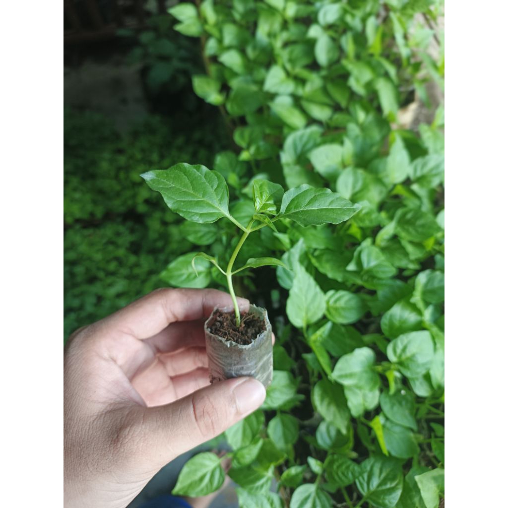 

BIBIT CABE BERKUALITAS TINGGI