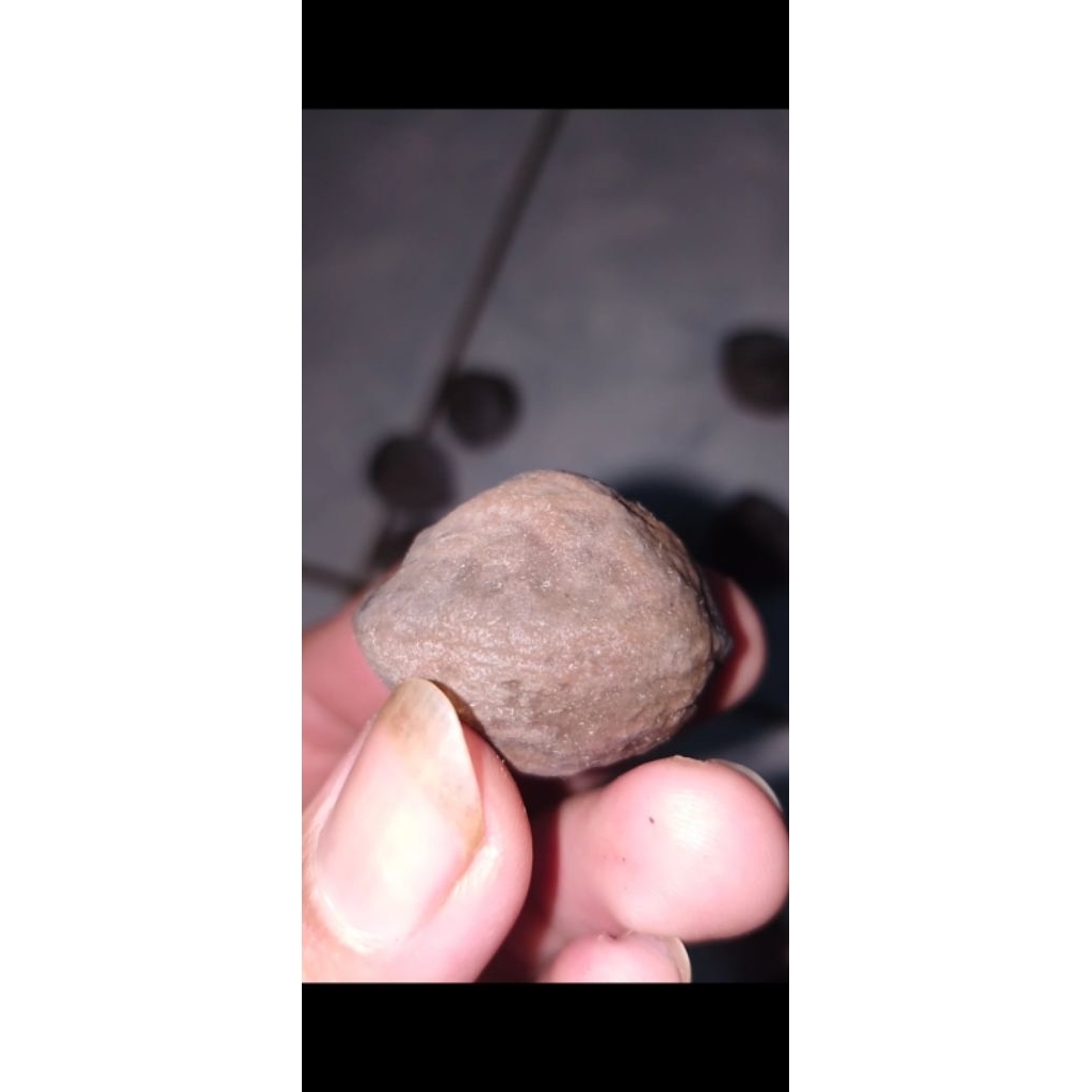 Muncang Jalim anak kebo