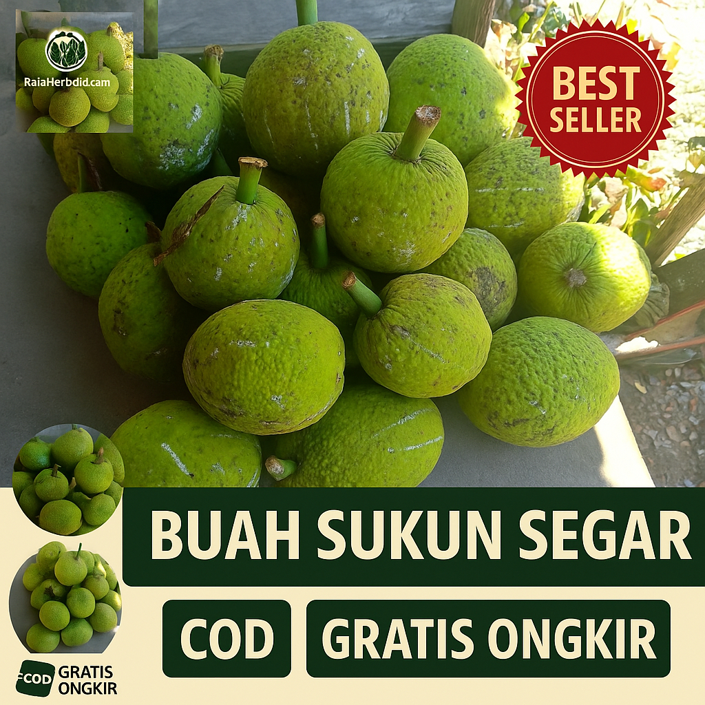 

Buah Sukun Segar - Siap Olah untuk Gorengan, Rebus, Kolak | Fresh Breadfruit Lokal