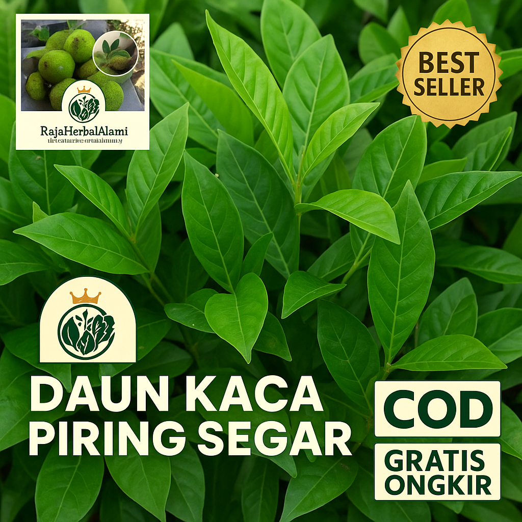 

Daun Kaca Piring Segar – Untuk Kesehatan dan Pengobatan Tradisional I COD & GRATIS ONGKIR