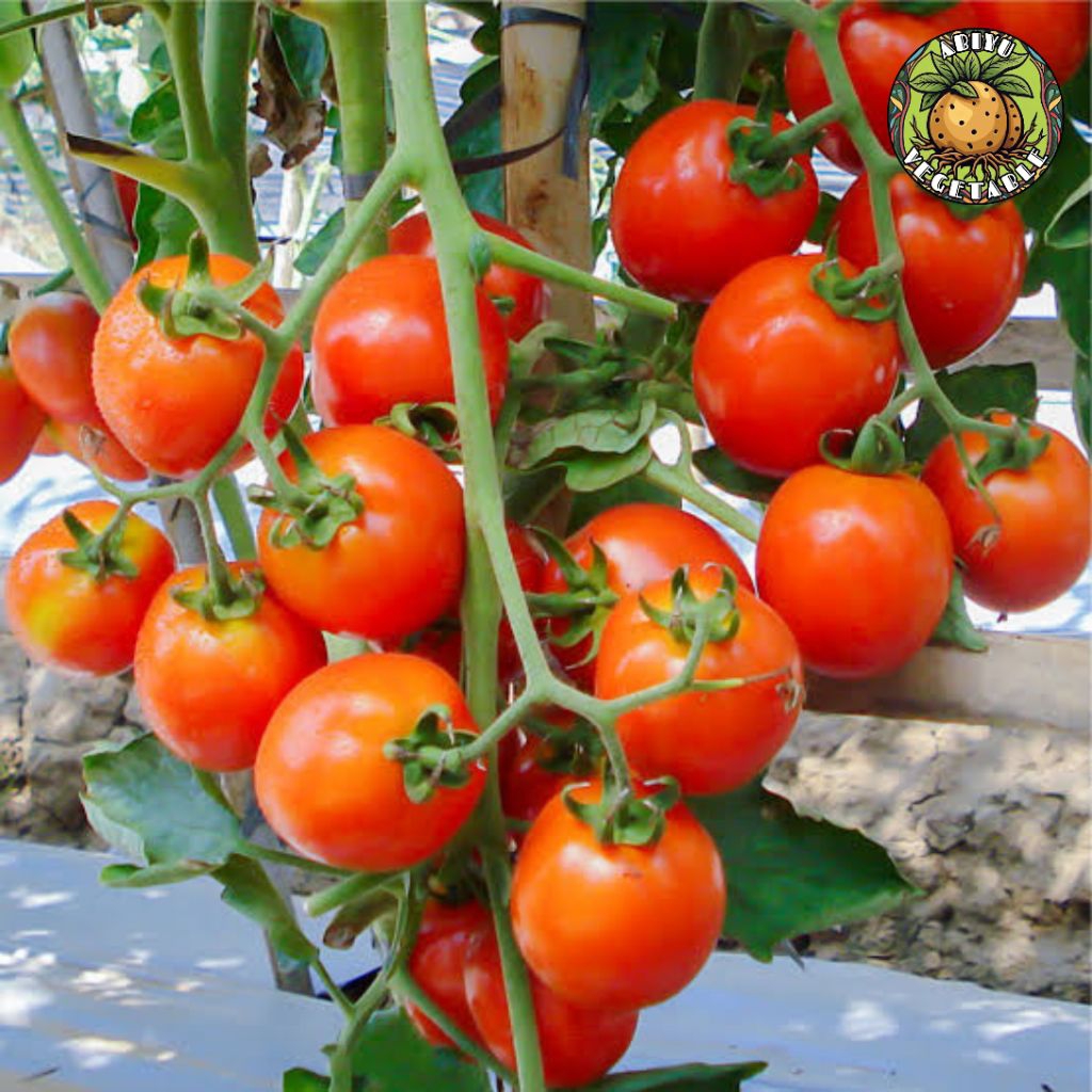 

TERLARIS Tomat 500gr