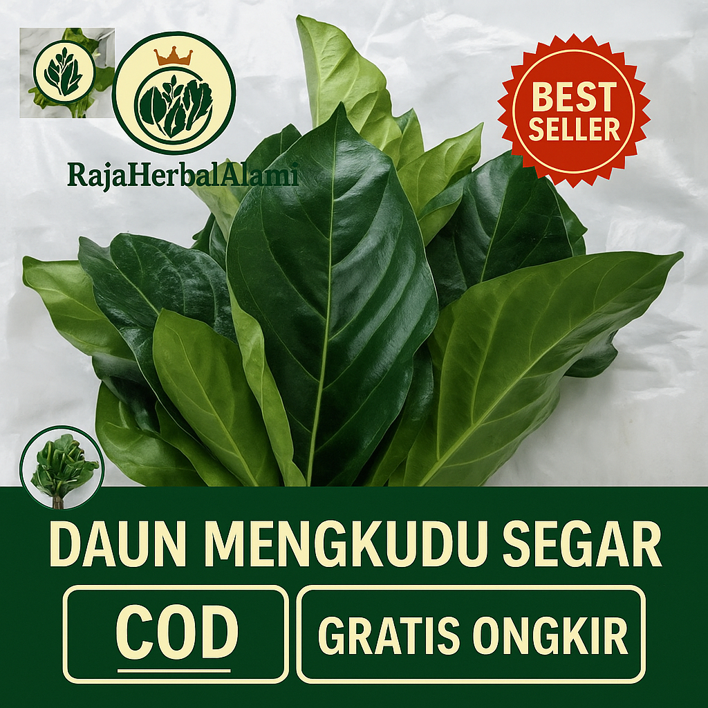 

Daun Mengkudu Segar 10 Lembar – Herbal Alami untuk Kesehatan Tubuh I COD 7 GRATIS ONGKIR