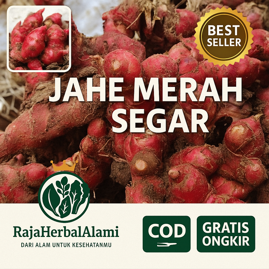 

Jahe Merah Segar – Obat Herbal Tradisional Penambah Daya Tahan Tubuh I COD & GRATIS ONGKIR