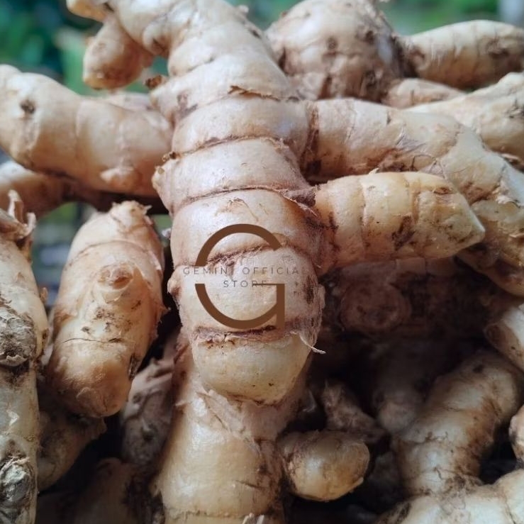

kunyit putih segar beraih super 250 gram Fresh Segar / Bersih / Di Ambil Langsung Dari Kebun { GOS }