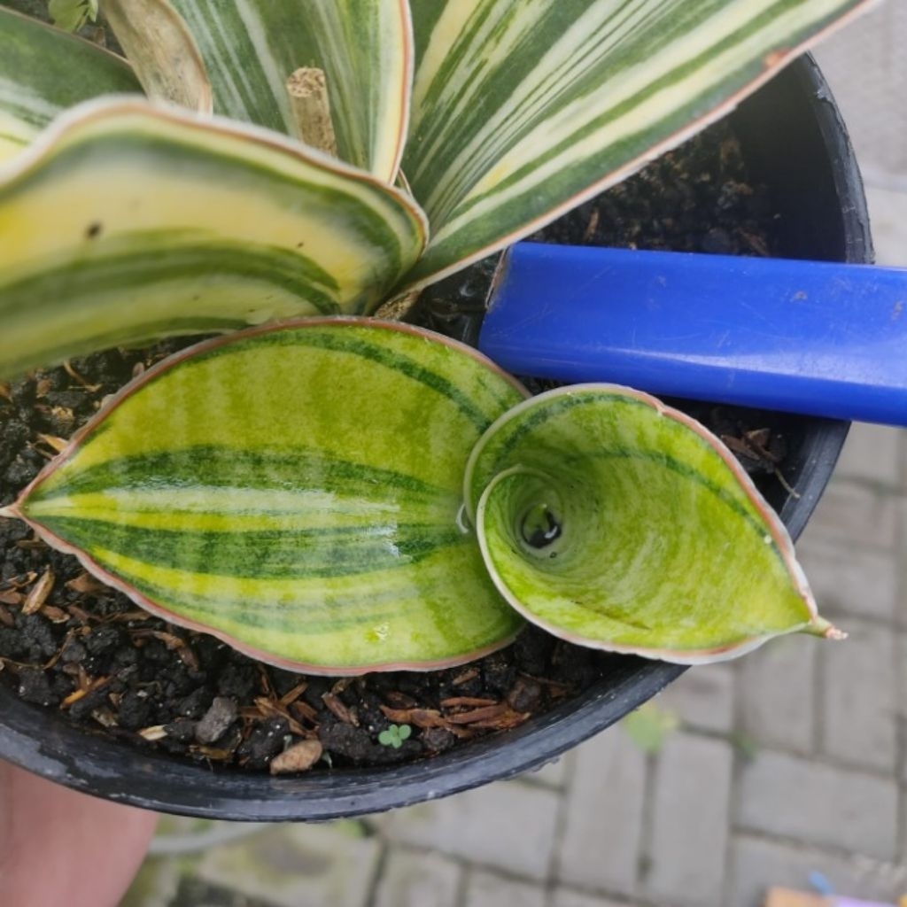 sansevieria mason bowl varigata jreng