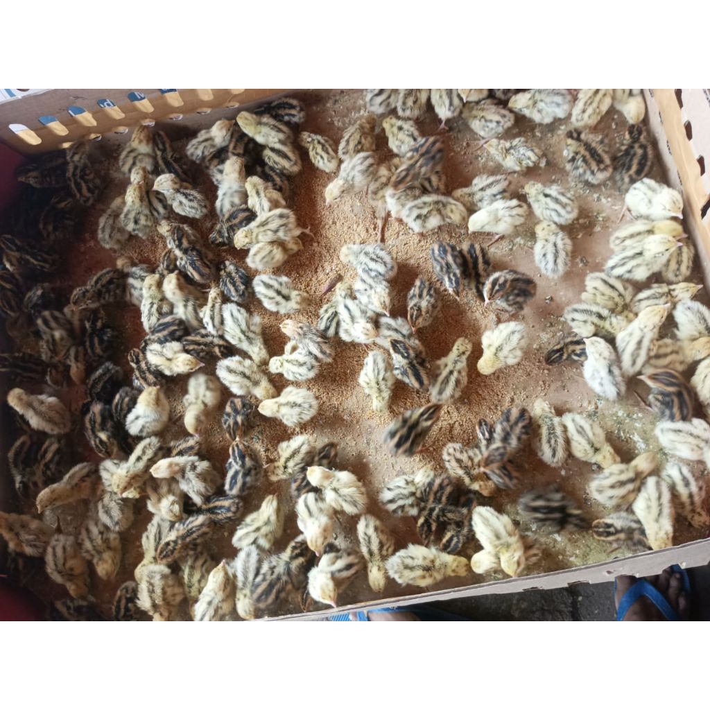 Puyuh Kecil - BIBIT PUYUH (DOQ) - Anakan Puyuh