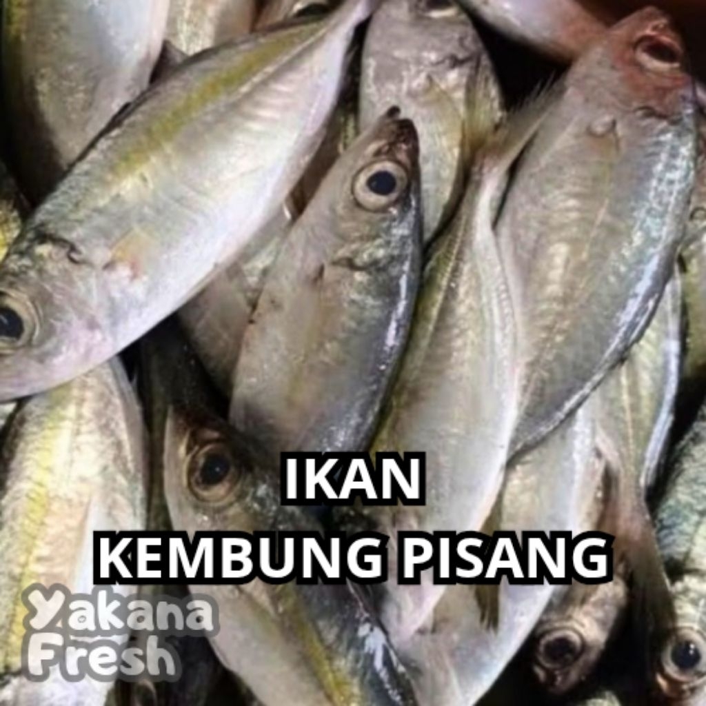 

Ikan Kembung Pisang 500g