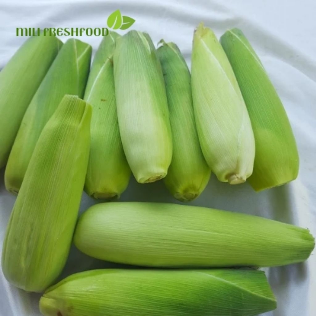 

JAGUNG MANIS 1 Pcs bijian