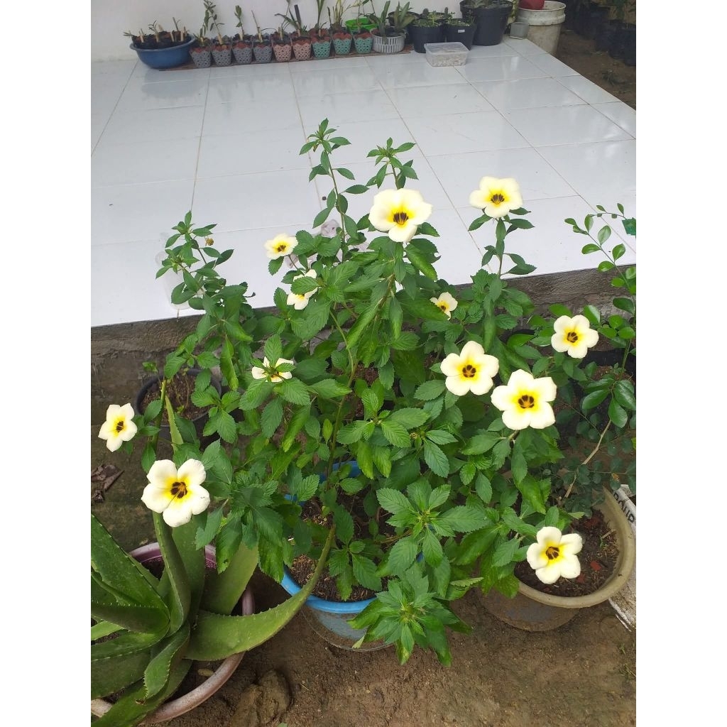 yolanda putih dan kuning