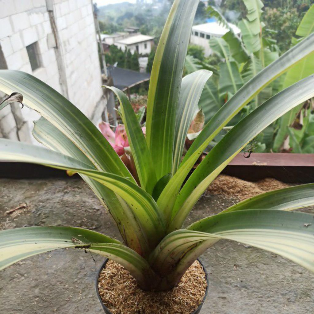 Bromelia Giant Variegata Putih