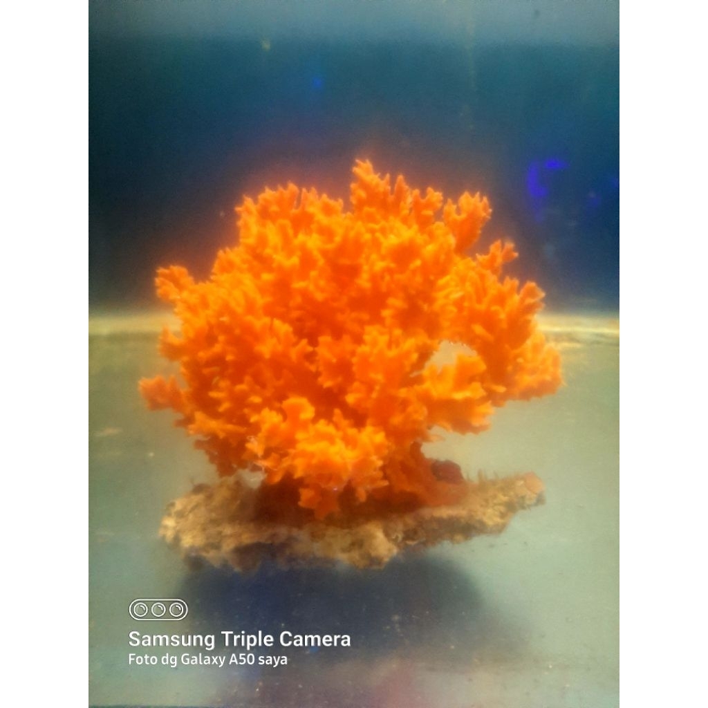 CORAL HIASAN LAUT SPON MERAH