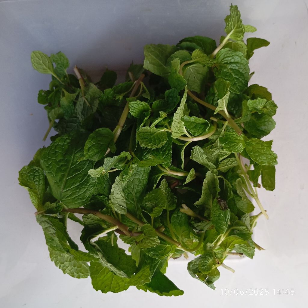

Daun Mint Segar Min Fresh Per Pack 30 gram