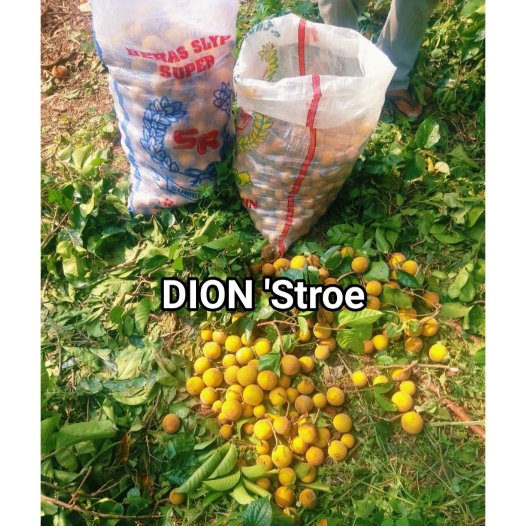 

Buah kecapi 500gr Langsung Petik di Pohon