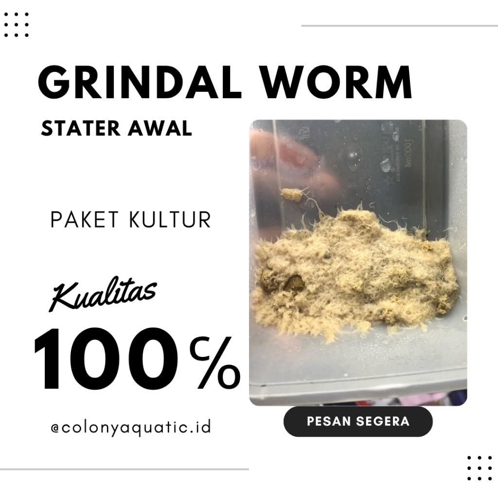 Paket || GRINDAL WORM ||