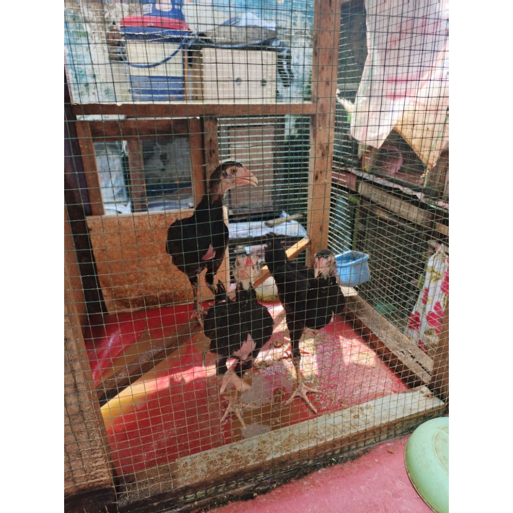 Anakan ayam bangkok PAKOY umur 3 bulan (PAKET 3 EKOR)