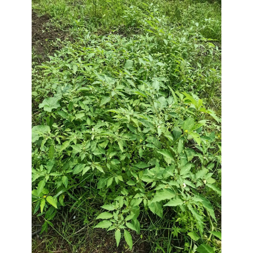 

pohon herbal ciplukan fresh masih segar