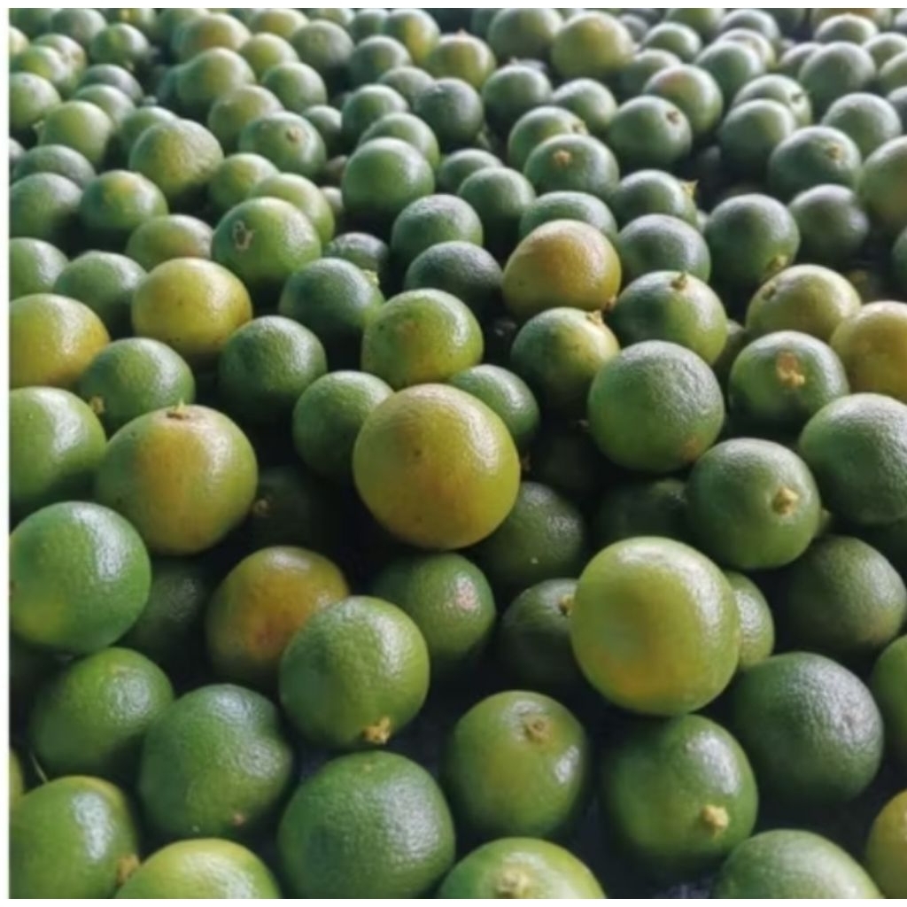 

JERUK SONKIT / KUNCI / KASTURI 1000 GRAM