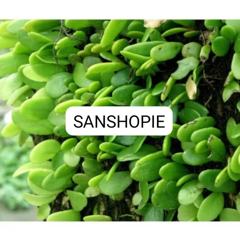 

Daun sisik naga atau picisan segar 1 kg