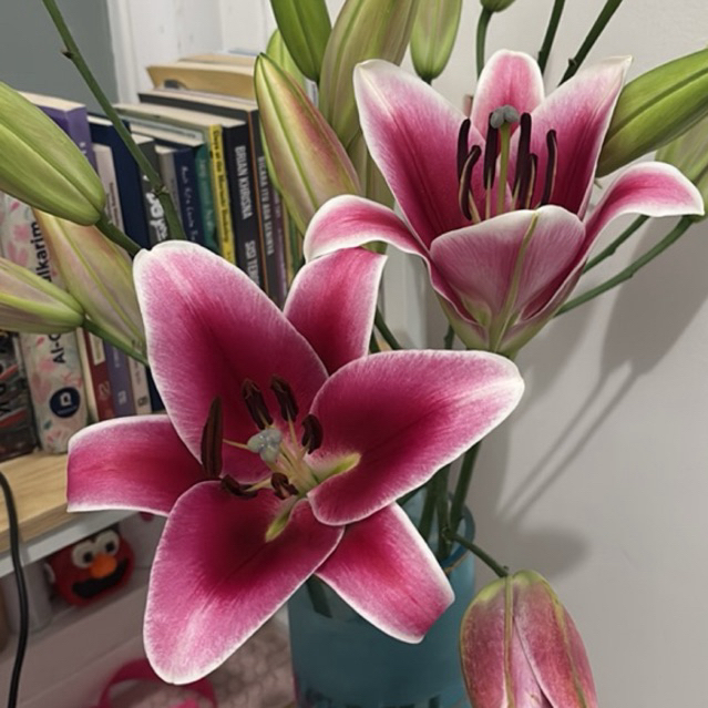 Bunga Lily Fresh Flower Bunga Asli