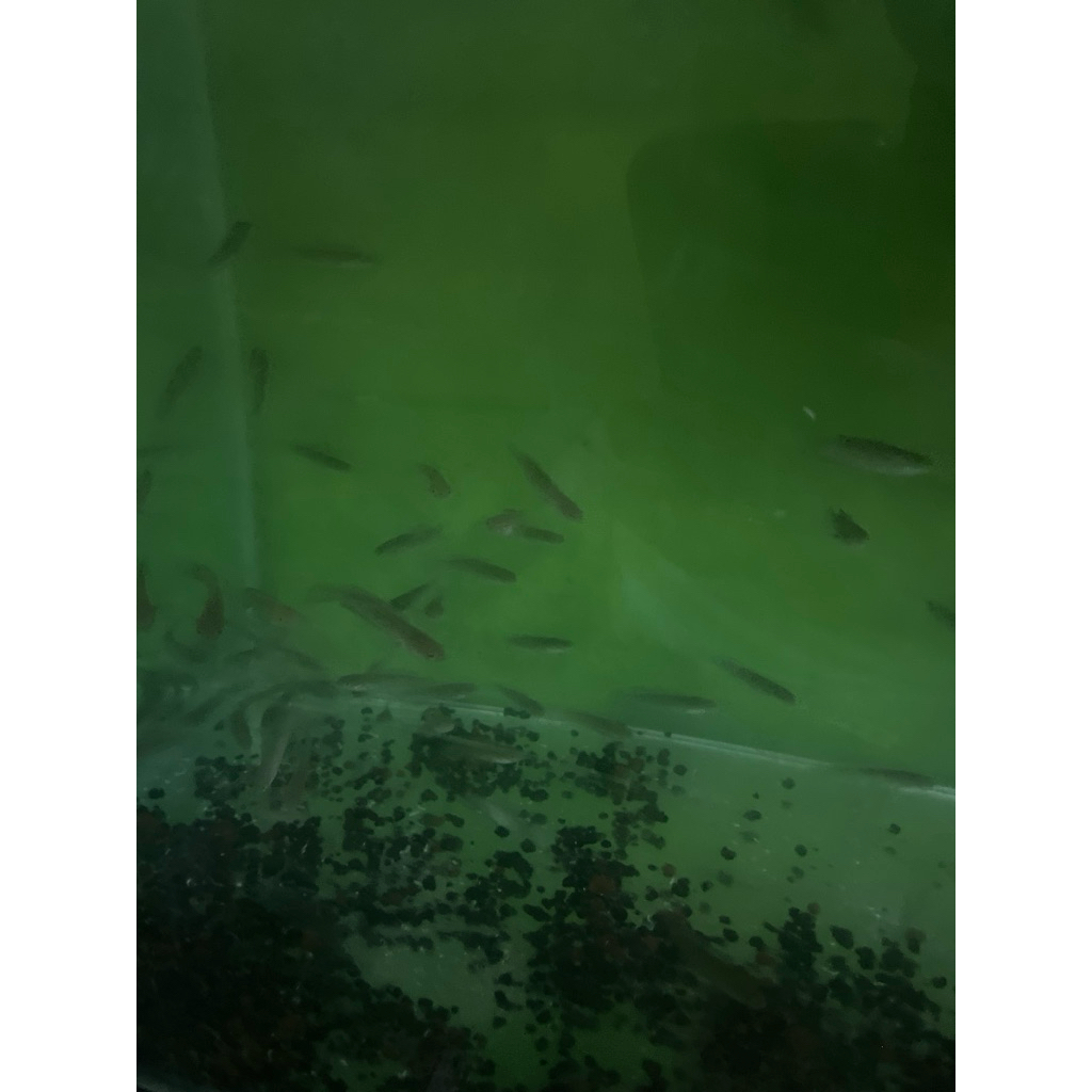 stiker channa warti 10cm