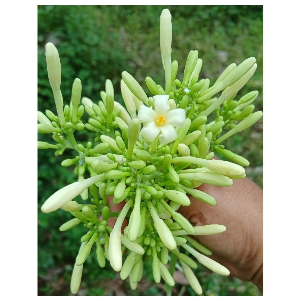 

Bunga pepaya Segar / Kembang kates 100gram