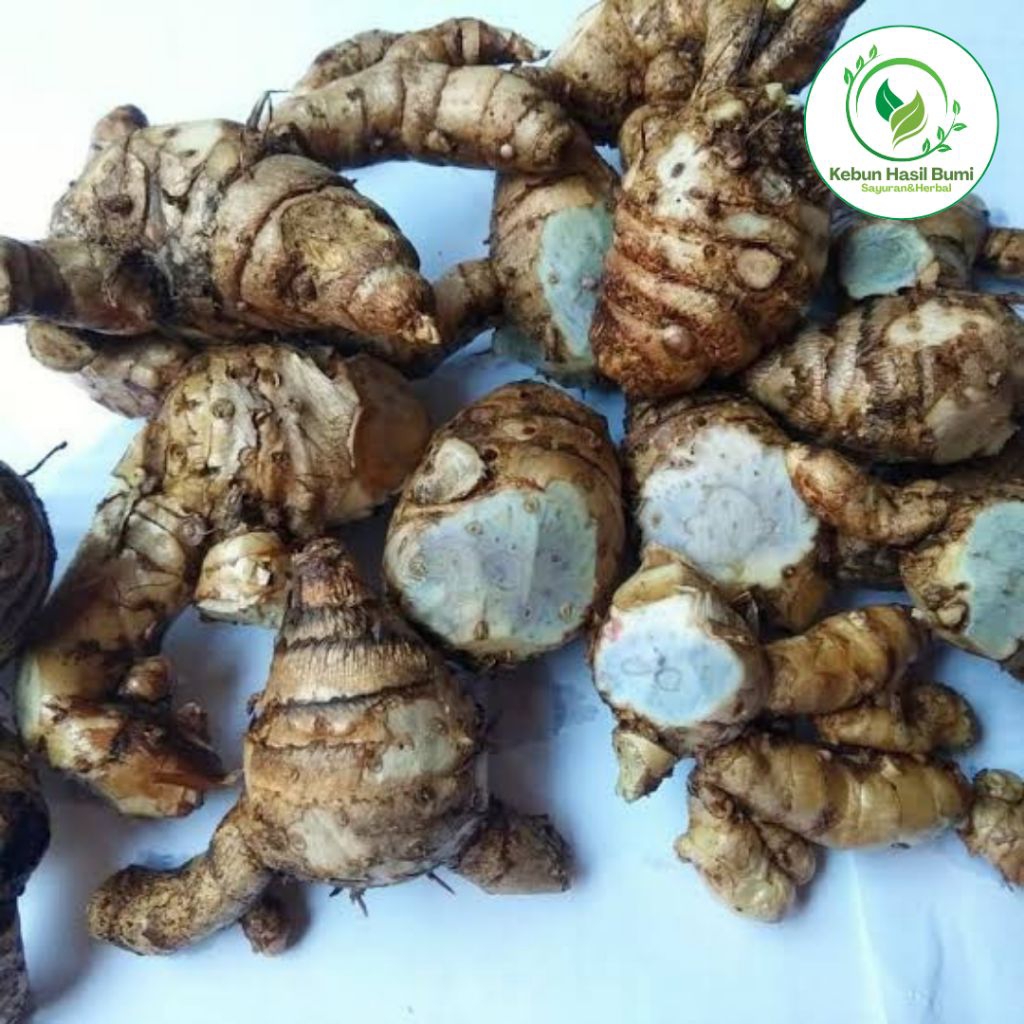 

Temu Ireng Segar Jamu Herbal Banyak Manfaat Langsung Petik Dari Kebun