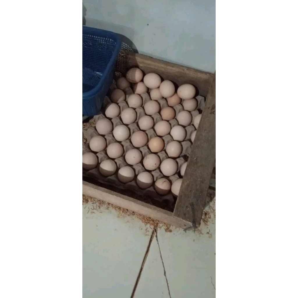 

Telur Fertil Ayam Barred Rock – Siap Tetas Berkualitas Tinggi