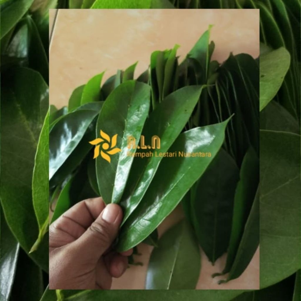 

Daun sirsak segar | daun sirsak segar 50 lembar | langsung petik