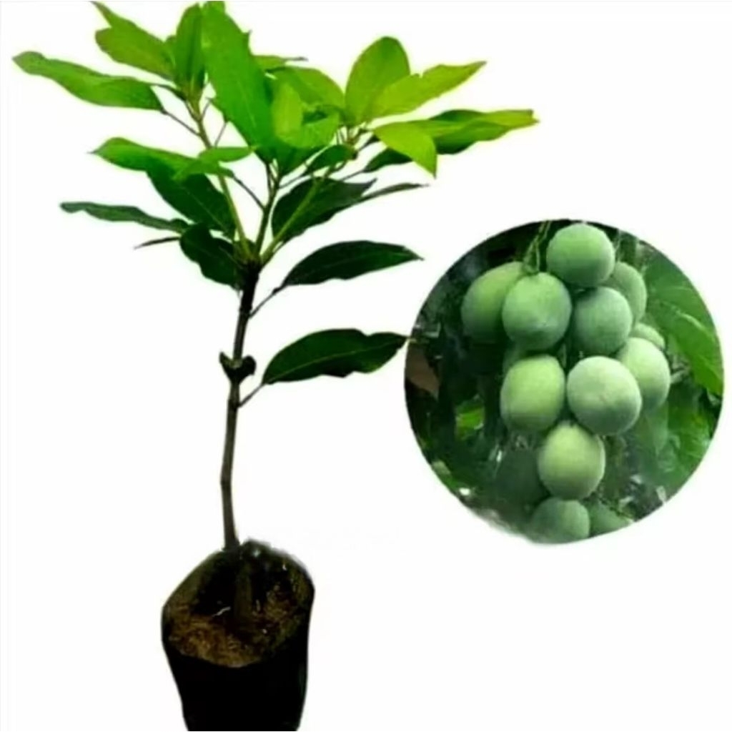 PROMO POHON BUAH MANGGA INDRAMAYU HASIL CANGKOKAN CEPAT BERBUAH