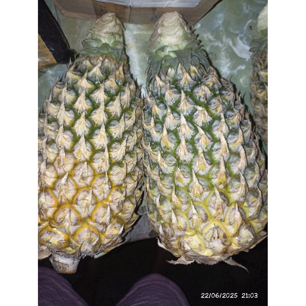 

Nanas madu pekan baru nenas madu