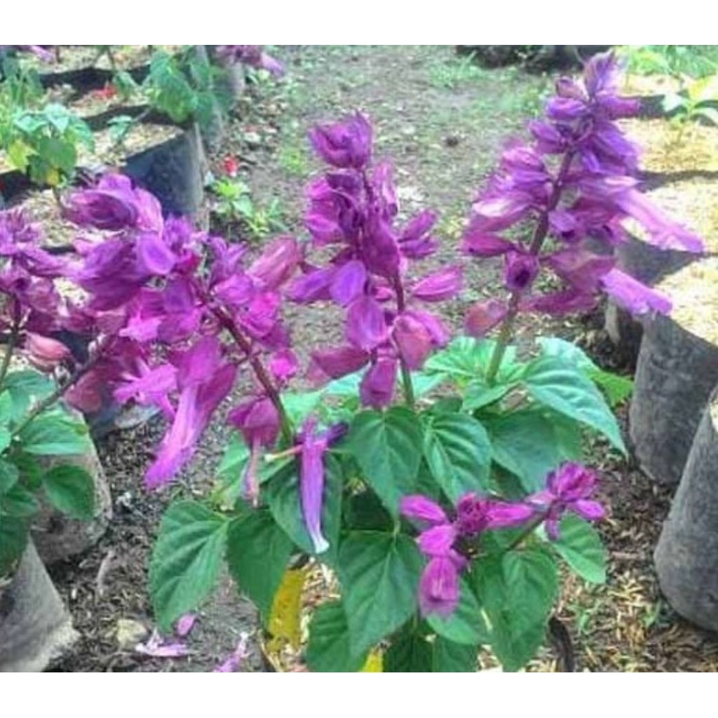 tanaman hias salvia divinorum bunga ungu tanaman hias hidup bunga salvia divinorum