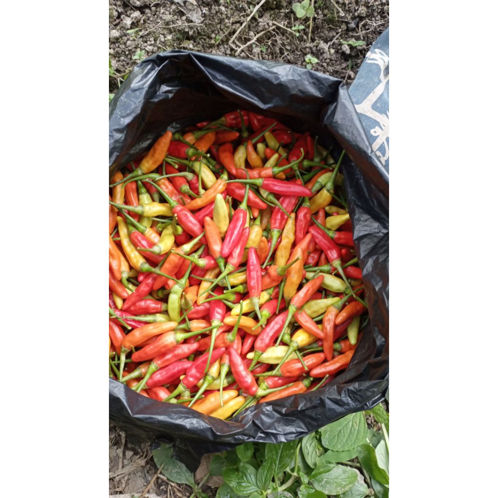 

cabe rawit merah segar langsung dipetik dari kebun