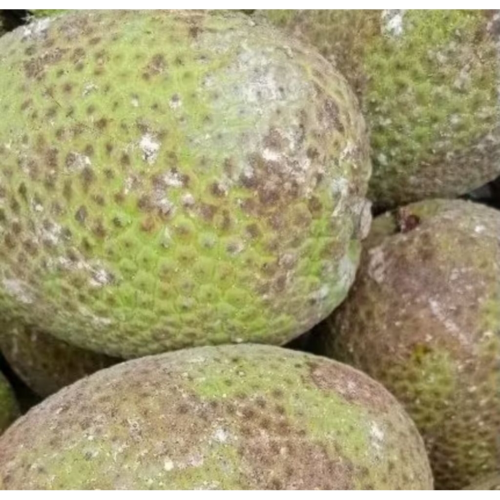 

SUKUN MENTAH SUPER 2KG/buah