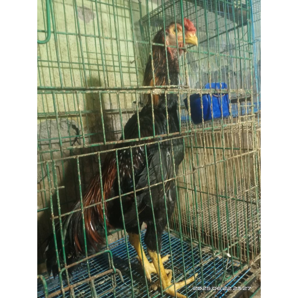 ayam shamo anakan jepang x eropa umur  7 bulan original .jual murah mau vakum di ayam