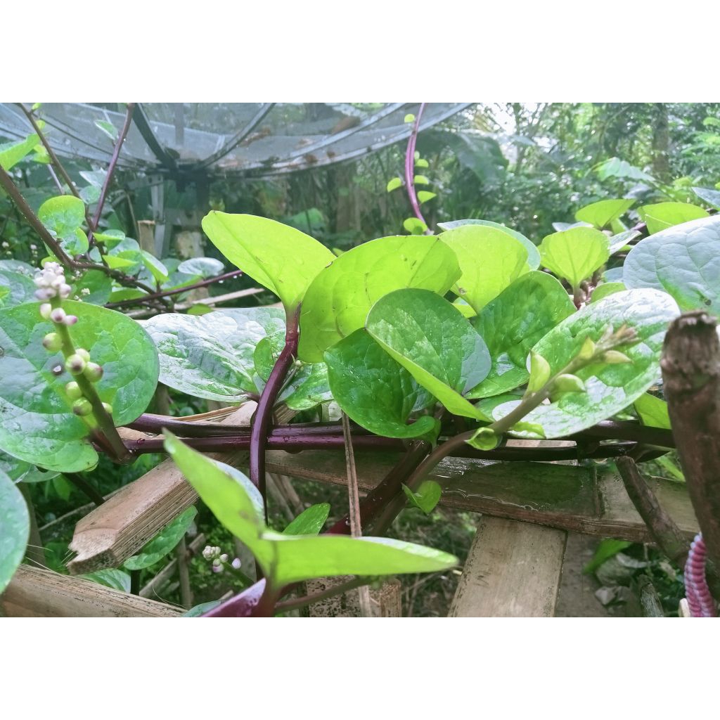 

Herbal daun binahong merah segar per kg