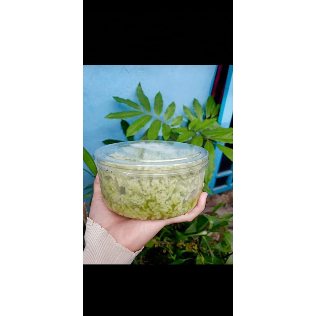 

TAPE KETAN PUTIH SARI DAUN KATUK