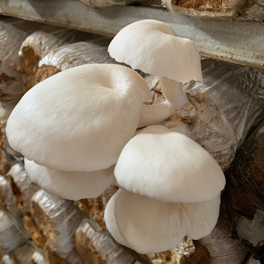 

Jamur Tiram Segar Grade A Premium 500gr kirim ke DIY Jawa Tengah