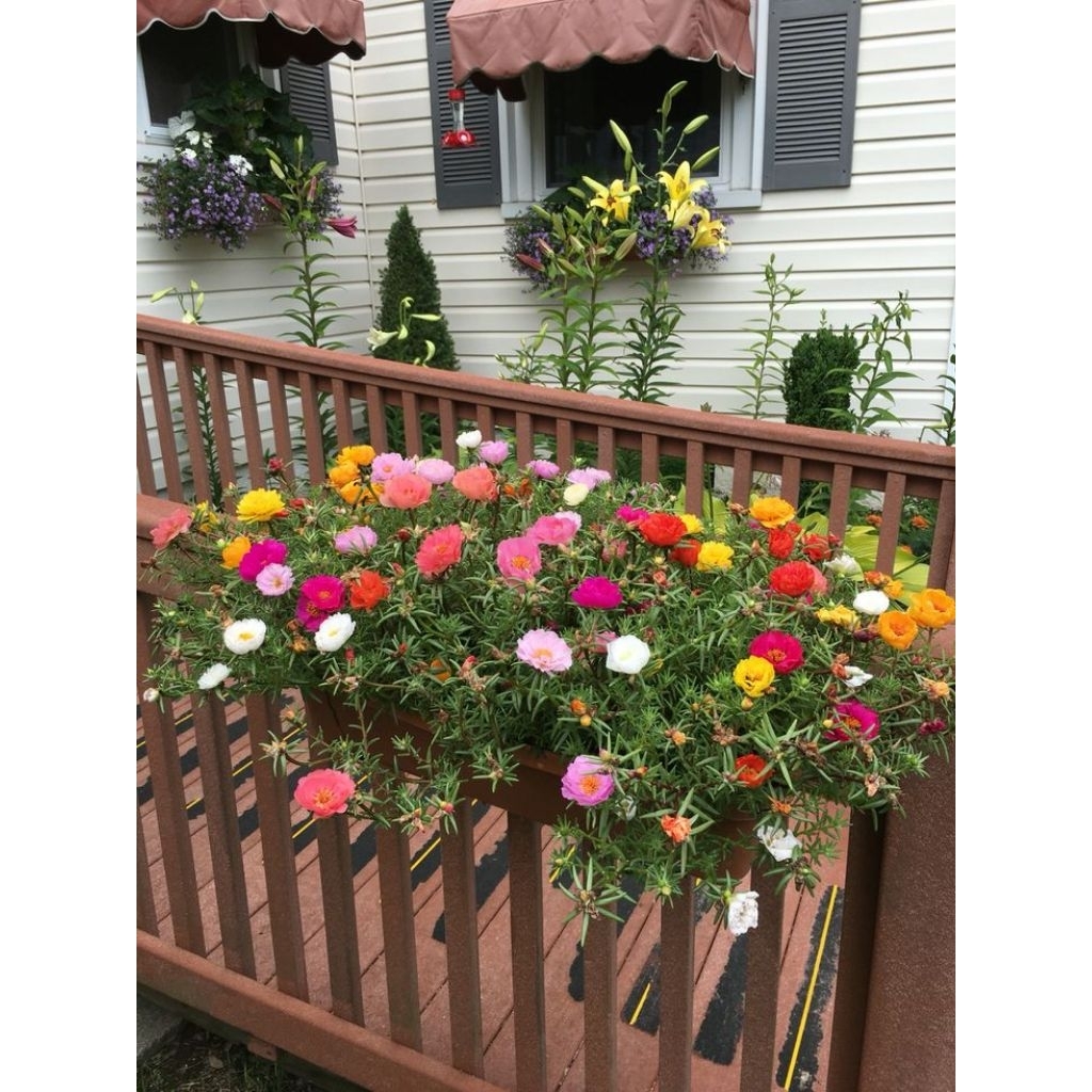 100 batang stek warna mix bunga krokot tumpuk portulaca import