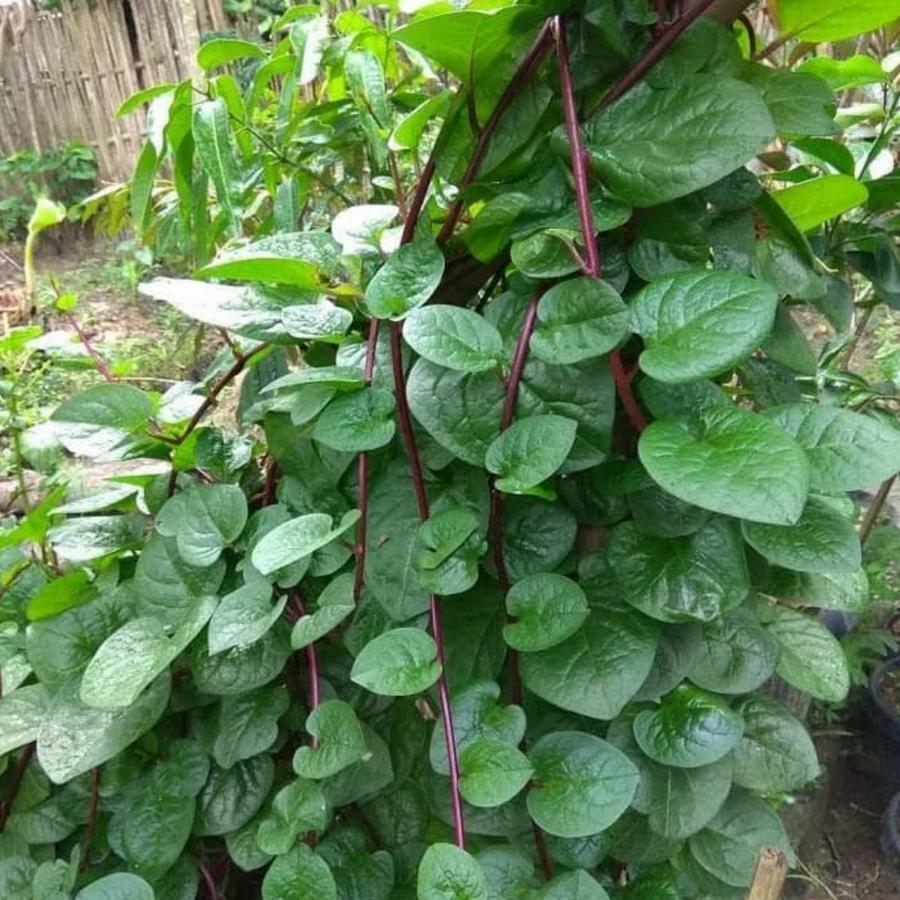 

Daun Binahong 100 Gram