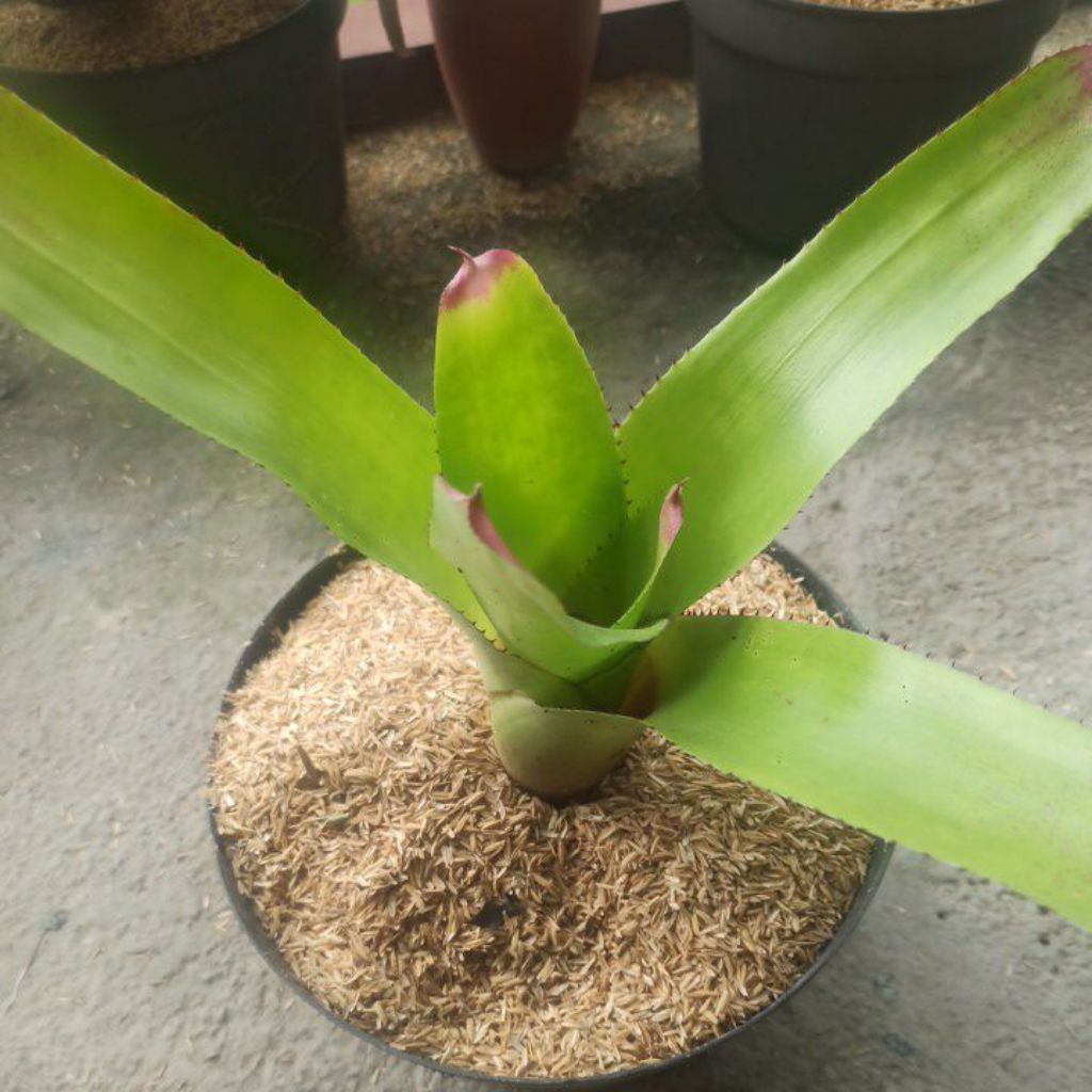 Bromelia Kitek