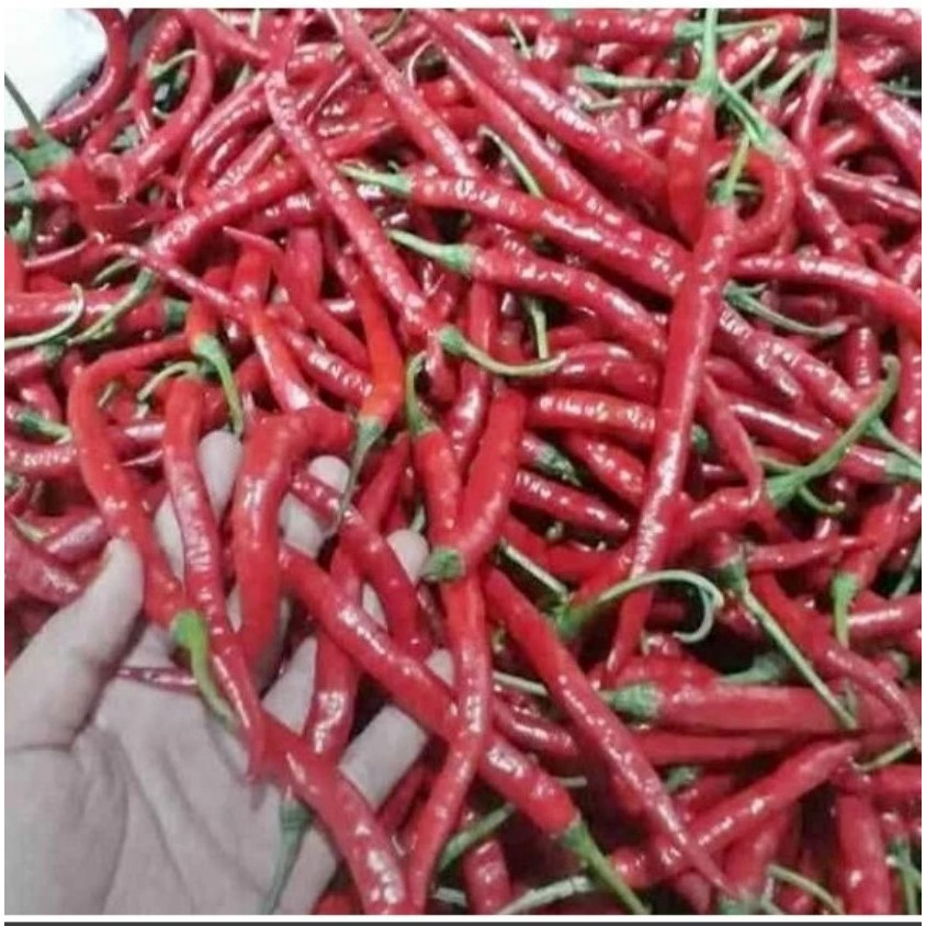 

Cabai Merah Besar / Cabe Besar TW Merah