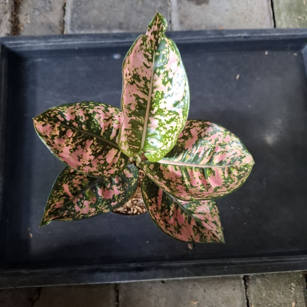 aglonema ruby kompakta dewasa lokal