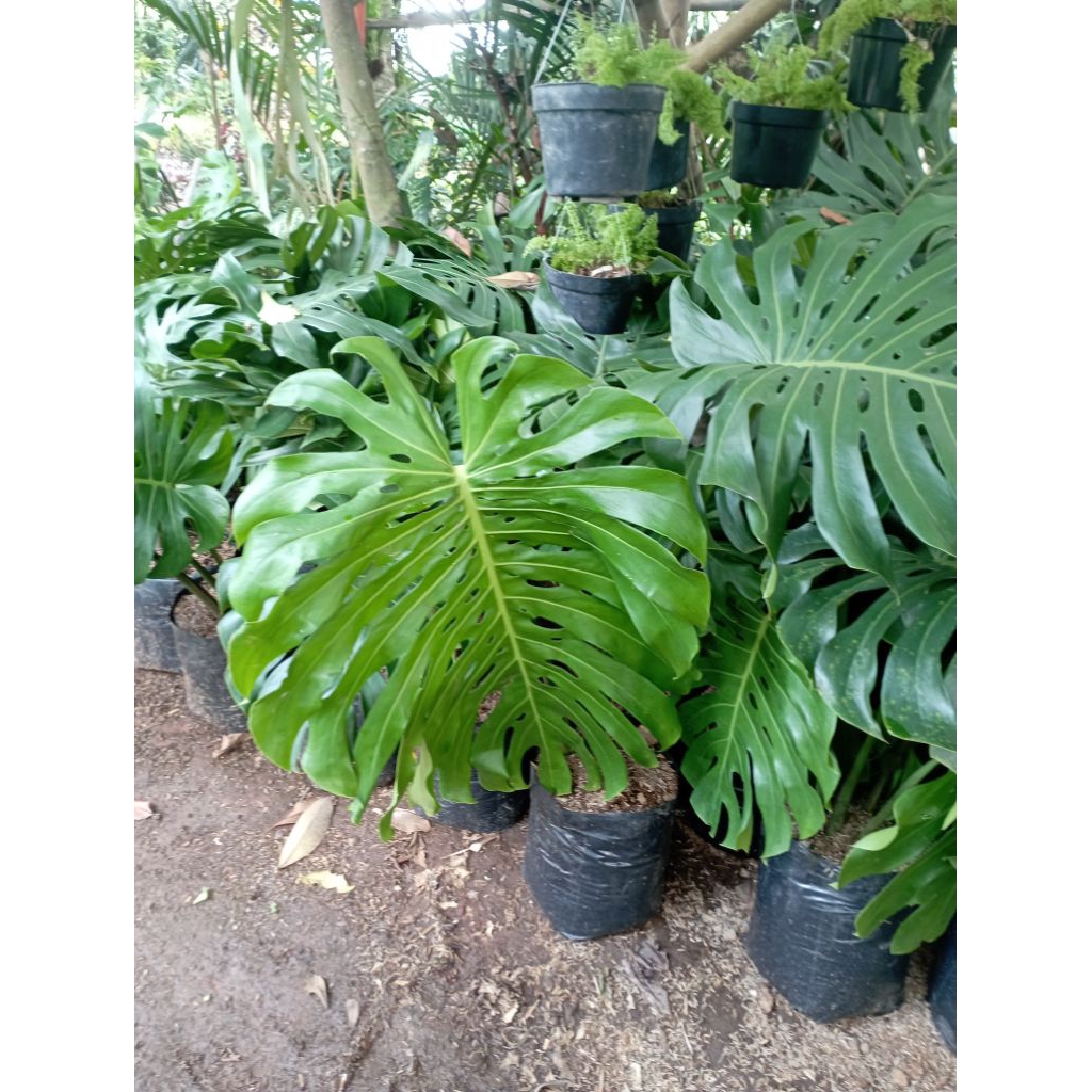 Tanaman Hias Monstera King Tanaman Monstera King